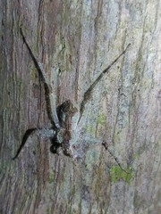 Pandercetes gracilis