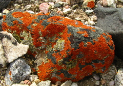 Xanthomendoza trachyphylla