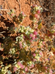 Atriplex holocarpa