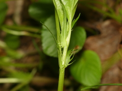 Viola × brauniae