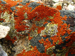 Xanthomendoza trachyphylla