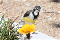 Motacilla flaviventris