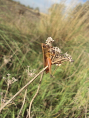 Amblytropidia australis