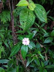 Impatiens platypetala