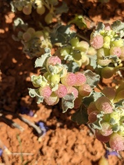 Atriplex holocarpa