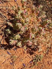 Atriplex holocarpa