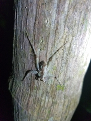 Pandercetes gracilis