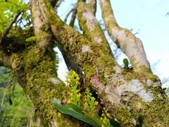 Polystachya concreta