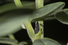 Enchenopa quadricolor