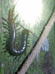 Ethmostigmus rubripes