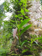 Mycaranthes oblitterata