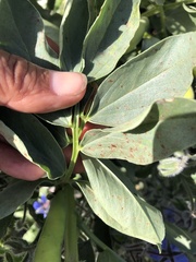 Uromyces viciae-fabae