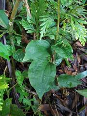 Erythrodes latifolia