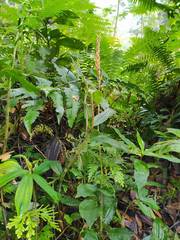 Erythrodes latifolia