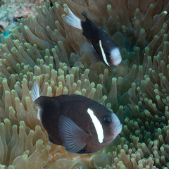 Amphiprion mccullochi