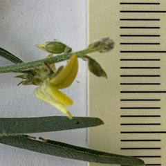 Crotalaria sphaerocarpa subsp. sphaerocarpa image