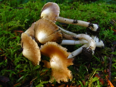 Inocybe albodisca