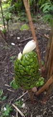 Costus dubius