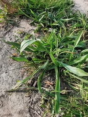 Plantago lanceolata