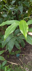 Costus dubius