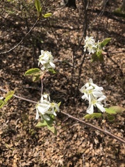 Amelanchier interior