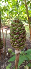 Costus dubius