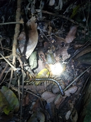 Ethmostigmus rubripes