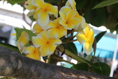 Plumeria rubra