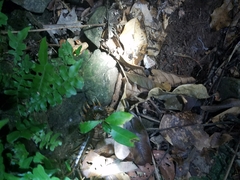 Ethmostigmus rubripes