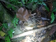 Ethmostigmus rubripes