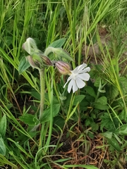 Silene latifolia