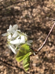 Amelanchier interior