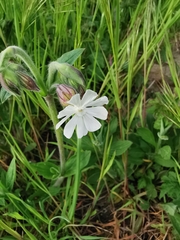 Silene latifolia