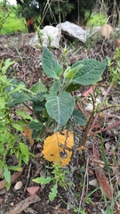 Physalis peruviana
