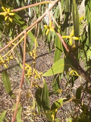 Eucalyptus goniocalyx goniocalyx