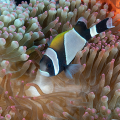 Amphiprion latezonatus