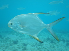 Trachinotus blochii