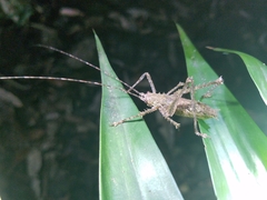 Phricta spinosa