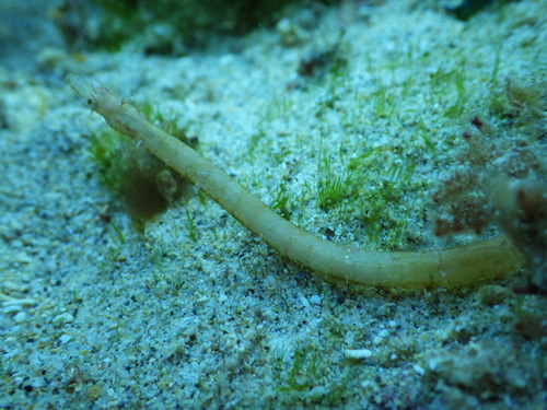 Booths zeenaald (Halicampus boothae) — Syngnathidae