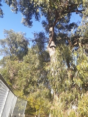 Eucalyptus goniocalyx goniocalyx
