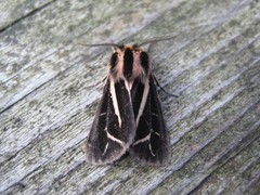 Apantesis williamsii