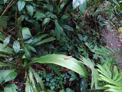 Phaius