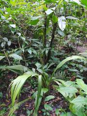 Phaius