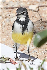Motacilla flaviventris