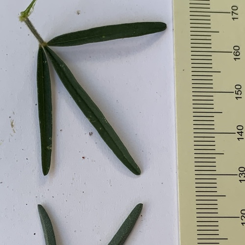 Crotalaria sphaerocarpa image