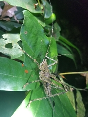 Phricta spinosa