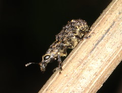 Goniocloeus funereus