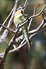 Merops superciliosus