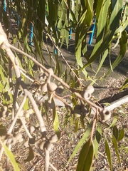 Eucalyptus goniocalyx goniocalyx