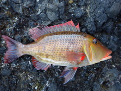 Lethrinus miniatus
